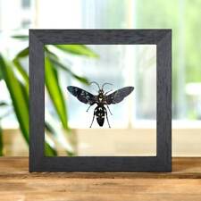 Taxidermy Giant Scoliid Wasp in Clear Glass Frame (Megascolia procer javanesis) picture