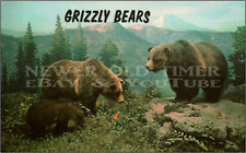 VINTAGE FOUND POSTCARD: GRIZZLY BEARS AT YELLOWSTONE PARK  3.5