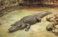 Sarasota FL Florida, Huge 600 LB Alligator at Jungle Gardens, Vintage Postcard picture