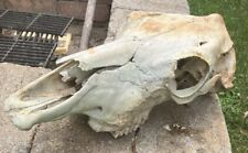 Black Angus Cow Skull.  Bovine.  Halloween, Man-cave, Voodoo, Western, Art picture