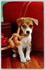 Cute Little Dog Jack Russell Terrier Puppy Portrait Tied Orange Rope Postcard picture