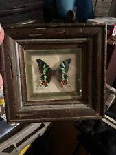 Butterfly Taxidermy Real Insects Picture picture