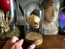 Oddities/Cabinet Of Curiosities/Replica Skull Foetus Human under / Below Globe picture