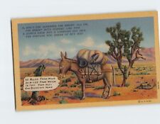 Postcard A Joshua Palm Tree & a Lonesome Donkey Desert Scene picture
