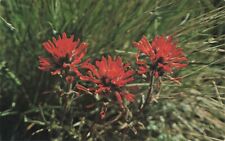Postcard Wyoming State Flower Indian Paint Brush Plant Castilleja picture