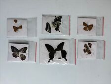 6 Real Butterfly Specimens DAMAGED Use for Art or Decor Projects picture