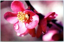 Postcard Flower Blossom picture