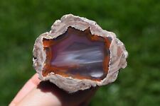 Thunderegg Polished Agate Red Pink Waterlines Chalcedony Tavernier New Mexico picture
