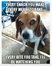 Funny Dog Beagle Snack Refrigerator / Tool  Box  Magnet picture