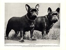1930s Vintage French Bulldog Print Ch Thisbe & Bonhams Close Toby Frenchie 5325d picture