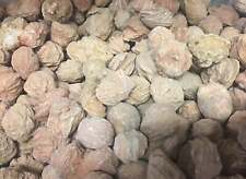 Bulk Wholesale Lot 1 LB Desert Rose Selenite One Pound Rough Natural Crystals picture