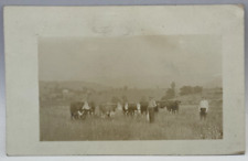 RPPC Cattle with Farmers in Field, Vintage Real Photo Postcard picture