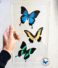 Real 3D Framed Butterflies: 3 Swallowtail Butterflies- Acrylic Frame picture