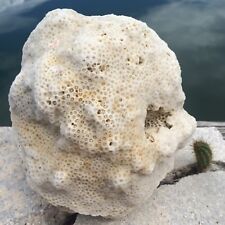 Natural LARGE Caribbean HEAVY Coral Fossil, Ocean Salt Water Heavy, Fish Tank picture