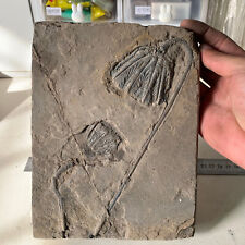 1800 grams of fossils of crinoid from the Guanling Biota in Guizhou picture
