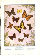Illustration American Butterflies 1914 picture