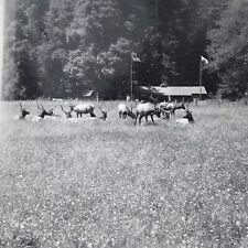 Vintage Black and White Photo Wild Elk Field Trees Outdoors Arcata California  picture