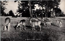 Glidden WI Wisconsin, Herd of Deer, Vintage Real Photo RPPC Postcard picture