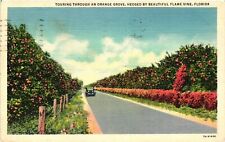 Vintage Postcard- Orange Grove, FL Early 1900s picture
