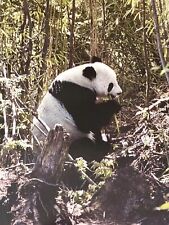 GEOPRINT: Giant Panda, photography by Timm Rautert, 1981. picture