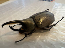Dynastes granti BEETLE Male Dry Non Living UNMOUNTED picture