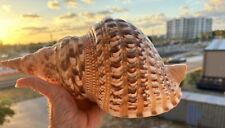 GIANT TRITON SHELL 12 INCHES STUNNING picture