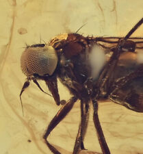 Super Detailed Hybotidae (Dance Fly), Fossil inclusion in Baltic Amber picture