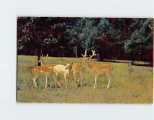 Postcard Group of Deer Nature Scene picture