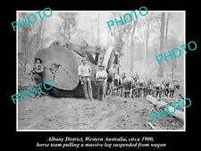 LARGE OLD HISTORIC PHOTO OF ALBANY WA HORSE TEAM PULLING A MASSIVE LOG c1900 picture