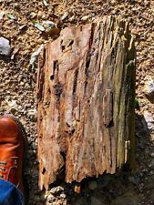 Magnificent Texas Petrified Wood - A Timeless Natural Wonder picture