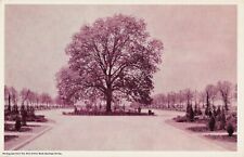 Postcard TX Dallas Highland Park Pecan Tree Preston Rd & Armstrong Pkwy 1924 picture