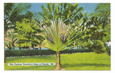 FL Postcard Florida Travelers Palm Tropical picture