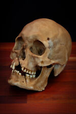 Viking Skull - life sized - super detailed Quality Piece - . picture