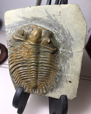 Cambrian trilobite fossil 