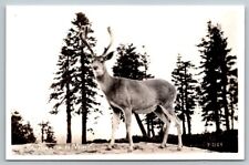 RPPC  Buck Deer  In The Velvet  Postcard picture
