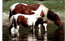 Jean, Chincoteague Island, Virginia, Accomack County, Pony Swim, Postcard picture