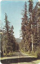 1950 Nachas Pass Highway Postcard Washington State Virgin Timber Chrome Posted picture