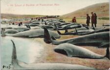 School of Blackfish Provincetown MA Beached Whales c1907 Postcard G11 picture