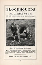 BLOODHOUND OLD VINTAGE 1934 NAMED DOG PRINT PAGE GABY OF PEELMOAT  picture
