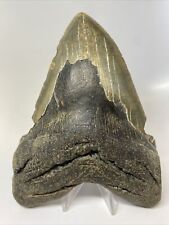 Megalodon Shark Tooth 6.28” Massive - Natural Fossil - Authentic 10457 picture