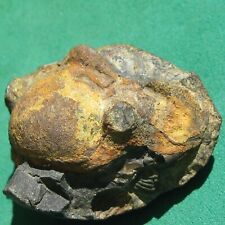 Ultra Rare Trilobite Fossil Bainella (Belenops) insolita Bolivia picture