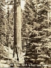 2R Photograph RPPC Postcard General Grant Sequoia National Park  picture