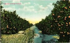 Vintage Postcard- Irrigating an Orange Orchard. Early 1900s picture