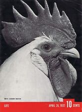 1937 Vintage LIFE MAGAZINE COVER with WHITE LEGHORN ROOSTER - No Address Label picture