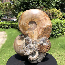 15.79LB Natural ammonite fossil conch cluster crystal specimens healed HH1571 picture