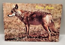 Desert Coyote Postcard Western United States  picture