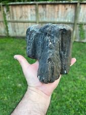 Texas Petrified Wood Unique Black Agatized Detailed Tree Branch Fossil Piece picture