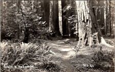 Vintage RPPC Postcard Ferns, Oxalis & Redwood CA California Redwood Highway X407 picture