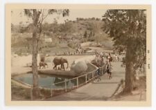 vintage 1960s COLOR photo LOS ANGELES zoo ELEPHANTS jan 14 1968 idealic picture