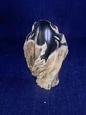Blue Forest Petrified Wood Stand Up Display Piece ( Wyoming) picture